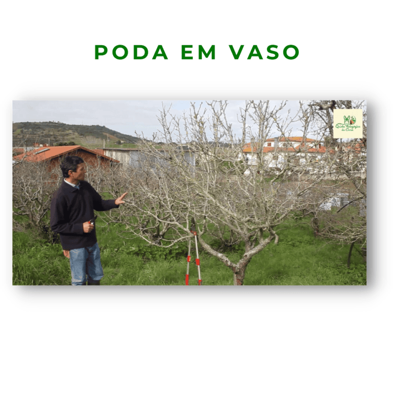 Pereira conduzida em vaso antes de podar