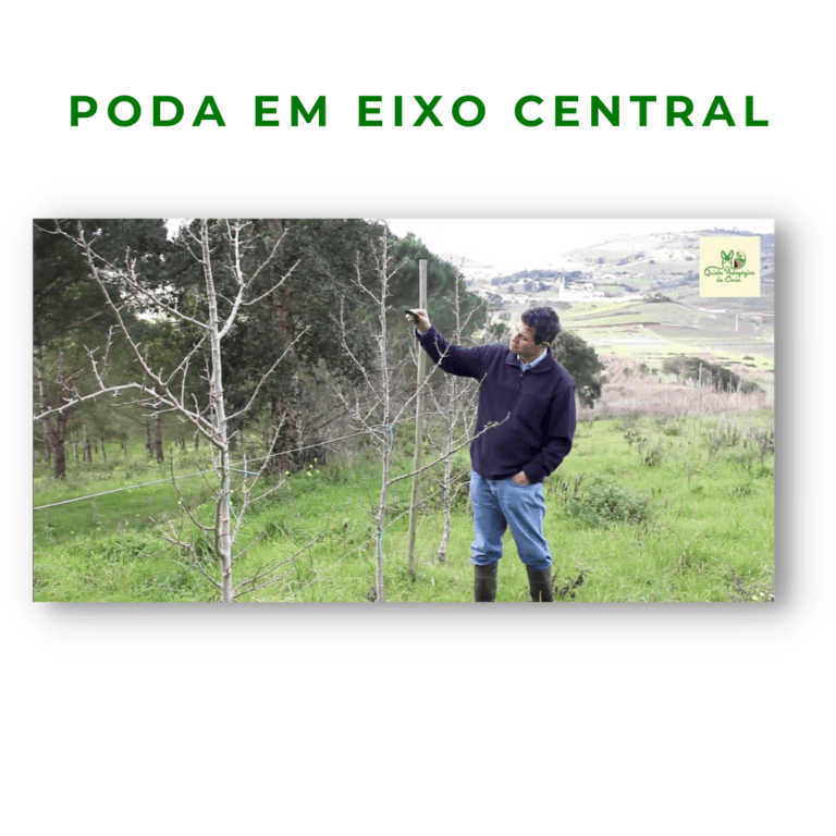 Pereiras conduzidas em eixo central com paus e arames