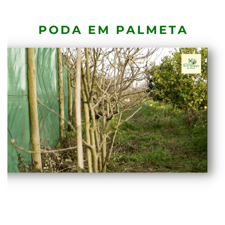 Árvore conduzida em palmeta