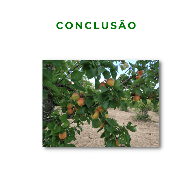 Damasqueiro com muitos alperces ou damascos