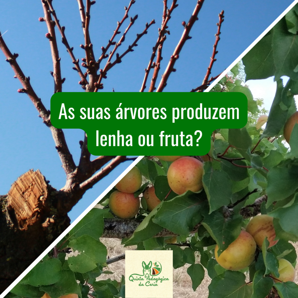 A suas árvores produzem lenha ou fruta? Tronco grosso com muitos ramos sem folhas vs. árvore com menos ramos mas com folhas e muitos alperces