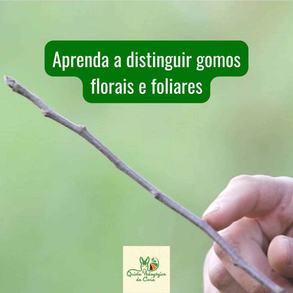 Ramo de macieira com gomos foliares