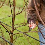 Poda de macieiras em eixo central