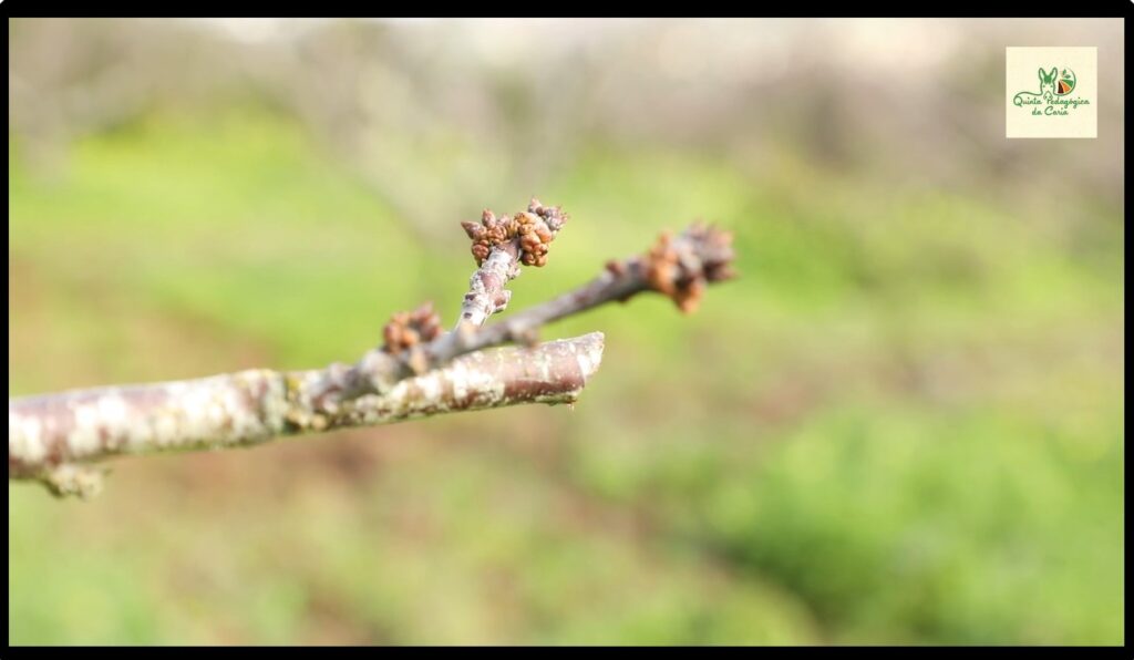 Broto de videira na Quinta da Caria em ambiente natural e tranquilo.