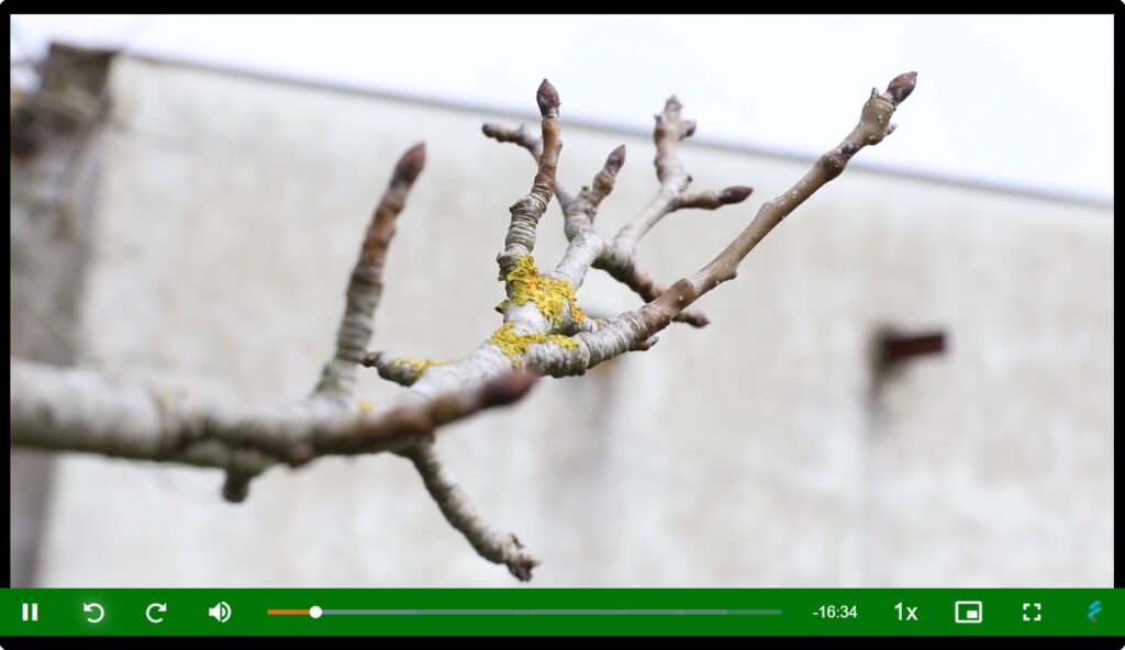 Aula prática online com pormenor de ramo de Pereira com gomos florais