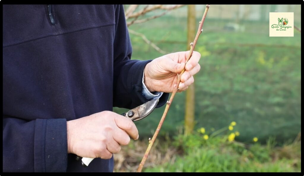 Aula prática do curso de poda online com pormenor de ramo de pessegueir com gomos florais