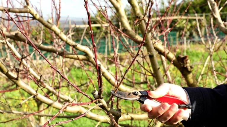 poda de ramo de pessegueiro