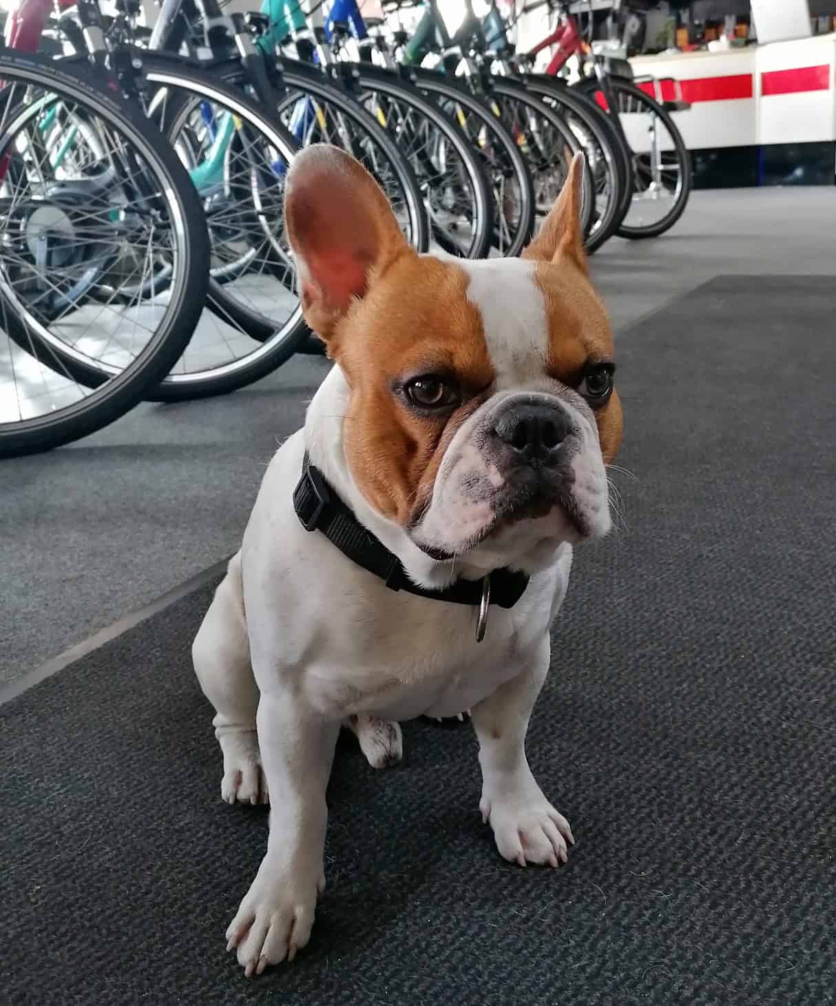 Hübscher französischer Bulldog im Fahrradgeschäft Radhaus Mitte.