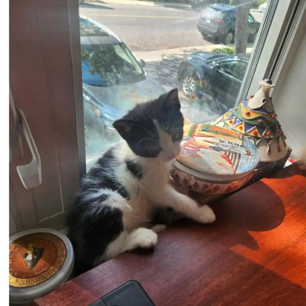 Zoothérapie - Chat - Clinique Rayons et Réadapt