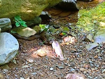 Nature at Sugar Hollow