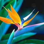 Massage Initiatique & Thérapie Corporelle Quantique