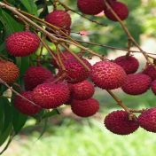 लिची लागवड