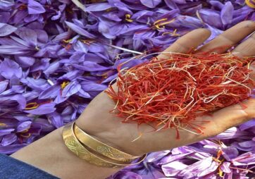महाराष्ट्रात काश्मिरी केशराचे उत्पादन