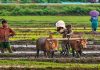 राज्यातील कर्जबाजारी शेतकऱ्यांच्या संख्येत वाढ