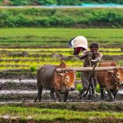 राज्यातील कर्जबाजारी शेतकऱ्यांच्या संख्येत वाढ