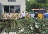 सोमवार पेठेत वनविभागाची मोठी कारवाई