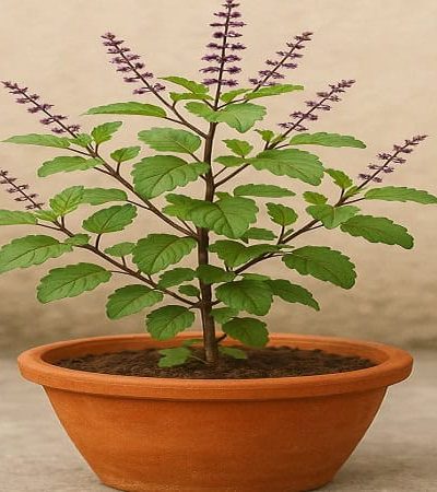 आरोग्यवर्धक तुळस