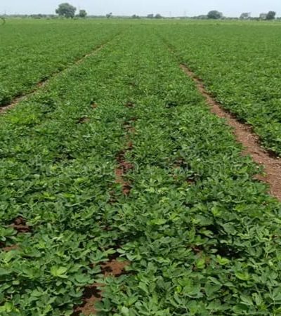 नवी मुंबईत साकारले पहिले शहरी कृषी केंद्र