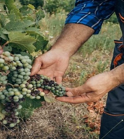 उत्तर महाराष्ट्रात अवकाळी पाऊस – द्राक्ष बागांचे मोठे नुकसान