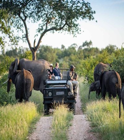 दक्षिण आफ्रिकेतील क्रुगर राष्ट्रीय उद्यानाचे महापुरामुळे मोठे नुकसान