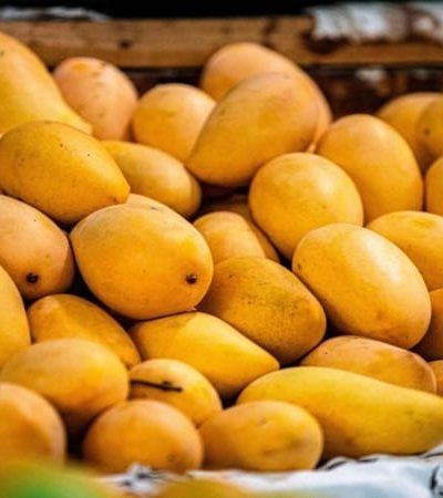 देवगडच्या हापूसला बदलत्या हवामानाचा फटका – बागायतदार चिंतेत