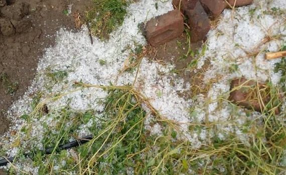 कणकवलीत गारपीटीमुळे पिकांचे नुकसान