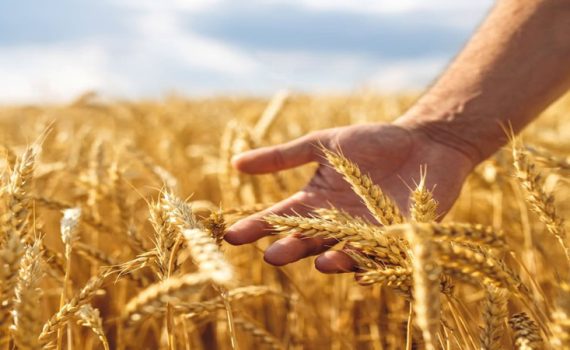 देशी गव्हाचा नवा पर्याय – कुदरत अन्नपूर्णामुळे शेतकऱ्यांना दिलासा