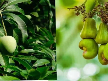 आंबा काजू बागांचे नुकसान – सिंधुदुर्गातून शासनाकडे मदतीची मागणी