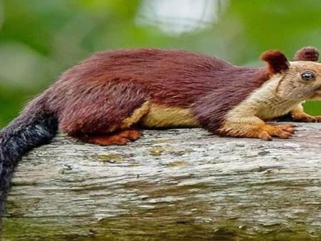 दापोलीच्या वनराईत राज्यप्राणी शेकरूचे दुर्मिळ दर्शन