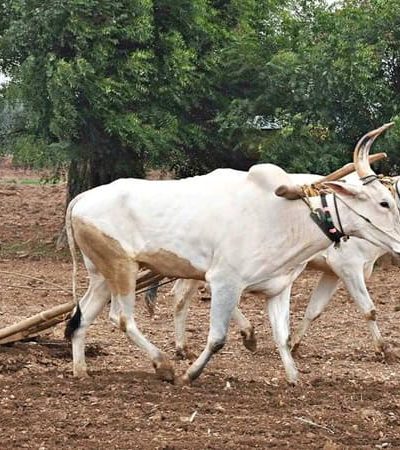 शेतकऱ्यांना तीस जून आधी कर्जमाफी – समितीच्या अहवालानंतर राज्य सरकारचा निर्णय
