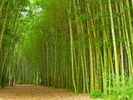 आदिवासी बांधवांनी बांबू लागवडीकडे वळावे – सात लाखांपर्यंत अनुदान