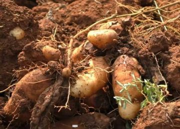 कंदमुळांची शेती