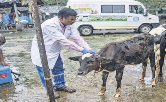 राज्यातील पशुवैद्यक आंदोलनाच्या पवित्र्यात – अतिरिक्त ताण असल्याची तक्रार