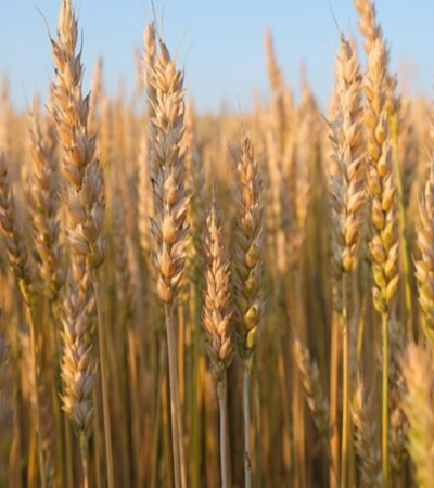 गव्हाच्या अतिरिक्त निर्यातीला मंजुरी