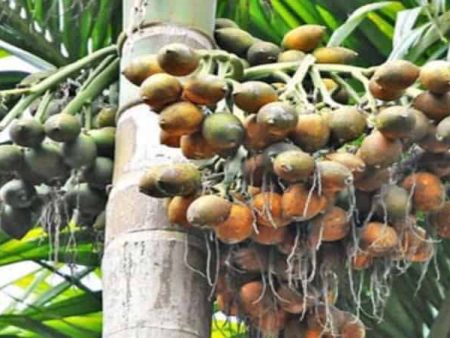 हवामान बदलामुळे सुपारीच्या उत्पादनात घट