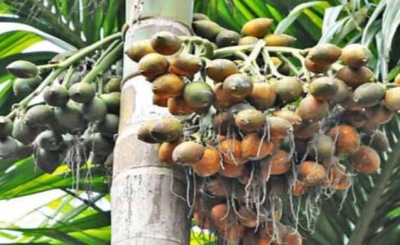 हवामान बदलामुळे सुपारीच्या उत्पादनात घट