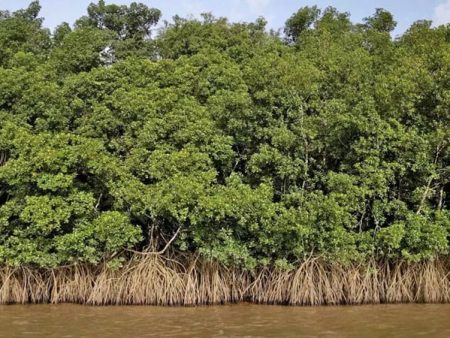 मुंब्रा – दिव्यात अतिक्रमणाने खारफुटींचा ऱ्हास