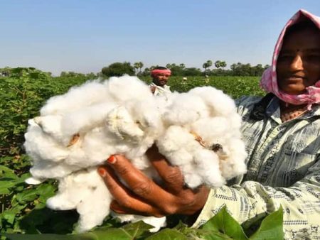 कापूस दरवाढीने जळगावातील शेतकरी चिंतेत