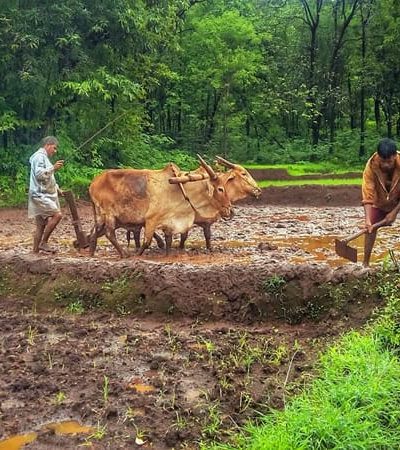 एल – निनोचा खरीप हंगामावर परिणाम