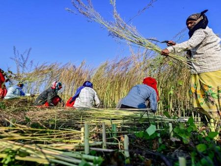 कर्जमाफी रखडल्याने शेतकरी अडचणीत