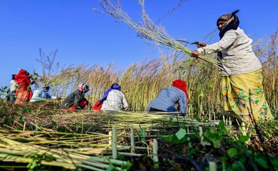 कर्जमाफी रखडल्याने शेतकरी अडचणीत