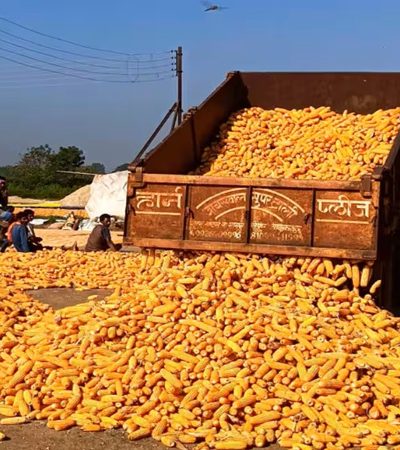 मका खरेदीला राज्यात मुदतवाढ