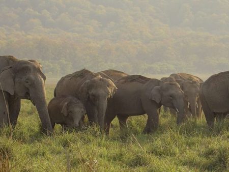 हत्ती रोखण्यासाठी सिंधुदुर्गात विशेष मोहीम