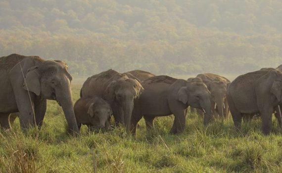 हत्ती रोखण्यासाठी सिंधुदुर्गात विशेष मोहीम