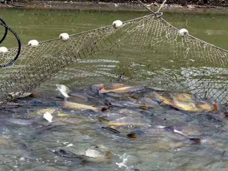 शेततळे योजनेतून मत्स्यपालनाचा मार्ग