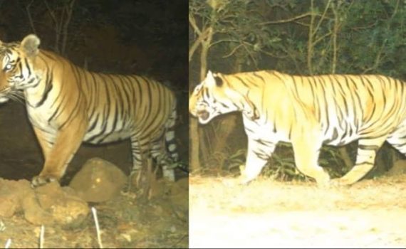 राधानगरीत वाघांचा संचार वाढला