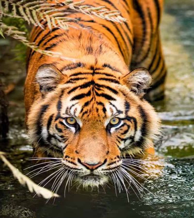 मध्य भारतात वाघांच्या मृत्यूसंख्येत वाढ