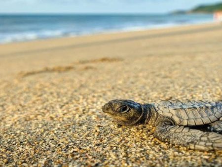 कासव संवर्धन मोहिमेचा यशस्वी टप्पा