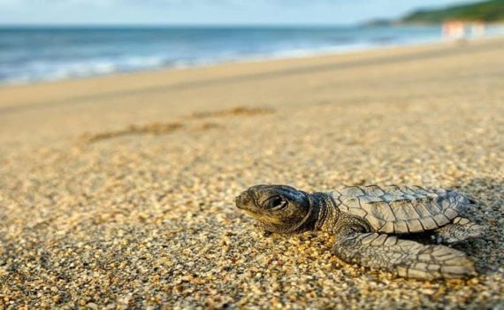 कासव संवर्धन मोहिमेचा यशस्वी टप्पा