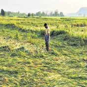 उत्तरप्रदेशात अवकाळी पावसाने शेतीचे नुकसान